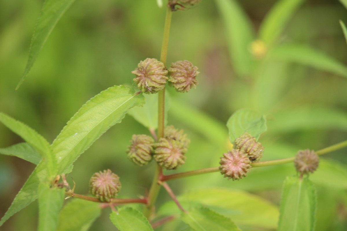 Corchorus capsularis L.